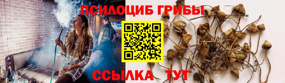 Заволжье  Галлюциногенные грибы ЛСД  Вход с VPN  Псилоцибиновые грибы Psilocybe 